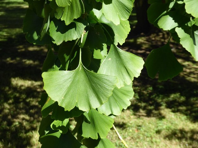 Read more about the article Tree Profiles: Ginkgo, Part 1 (Ginkgo biloba)