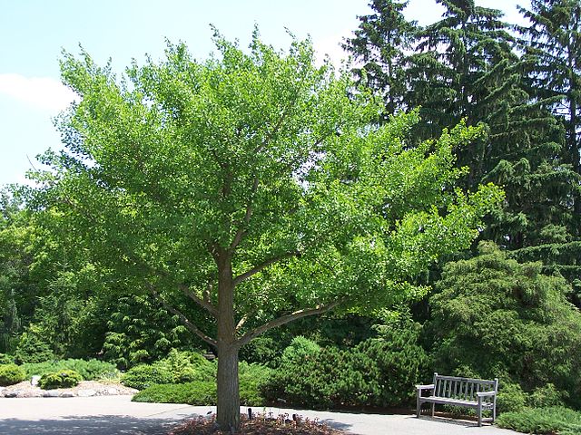 Read more about the article Tree Profiles: Ginkgo, Part 2 (Ginkgo biloba)