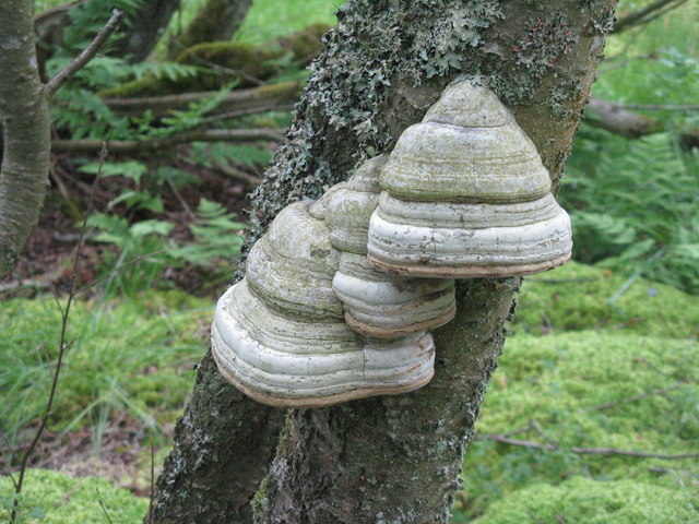 Read more about the article Tree Diseases: Hoof Fungus (Fomes fomentarius)
