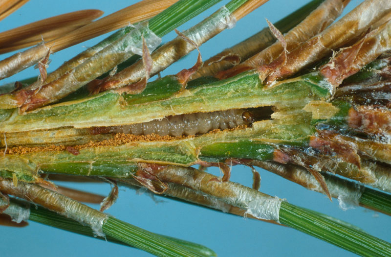 Read more about the article Insect Profiles: Eastern Pineshoot Borer (Eucosma gloriola)
