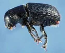 Read more about the article Insect Profiles: Black Turpentine Beetle (Dendroctonus terebrans)