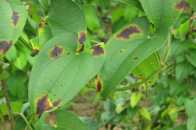 Read more about the article Spring Tree Care: Identifying Common Tree Diseases in Spring, Part 1