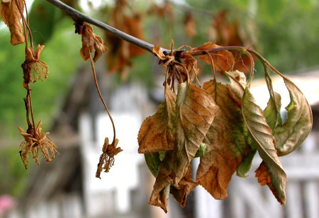 Read more about the article Spring Tree Care: Identifying Common Tree Diseases in Spring, Part 3