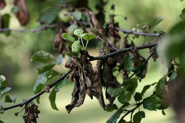 Read more about the article Spring Tree Care: Identifying Common Tree Diseases in Spring, Part 5