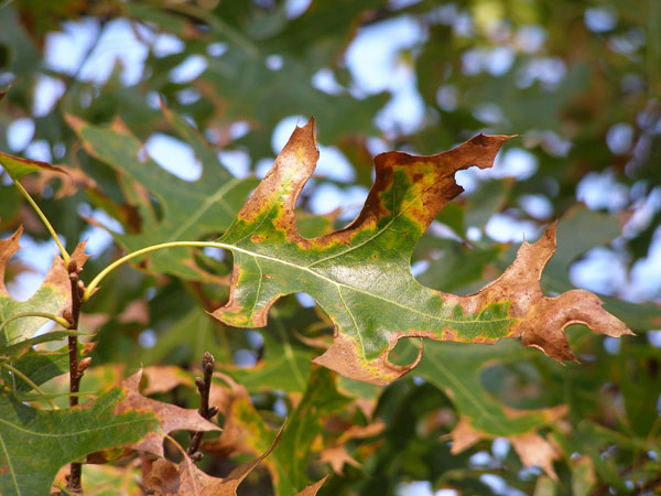 Read more about the article Spring Tree Care: Identifying Common Tree Diseases in Spring, Part 8