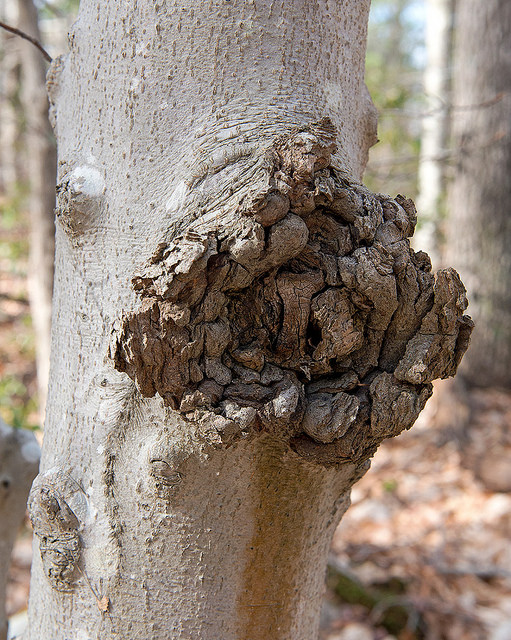 Read more about the article Summer Tree Care: Identifying Common Tree Diseases in Summer, Part 4