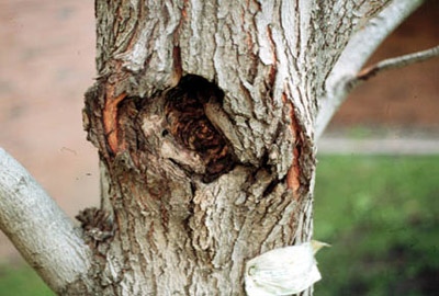 Read more about the article Summer Tree Care: Identifying Common Tree Diseases in Summer, Part 9