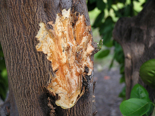 Read more about the article Summer Tree Care: Identifying Common Tree Diseases in Summer, Part 5
