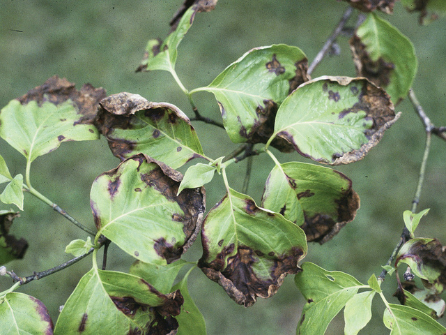 Read more about the article Summer Tree Care: Identifying Common Tree Diseases in Summer, Part 6