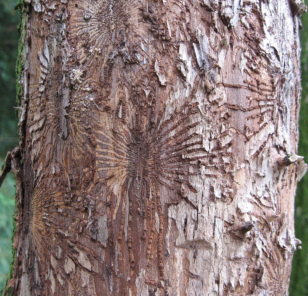 Read more about the article Summer Tree Care: Identifying Common Tree Diseases in Summer, Part 7
