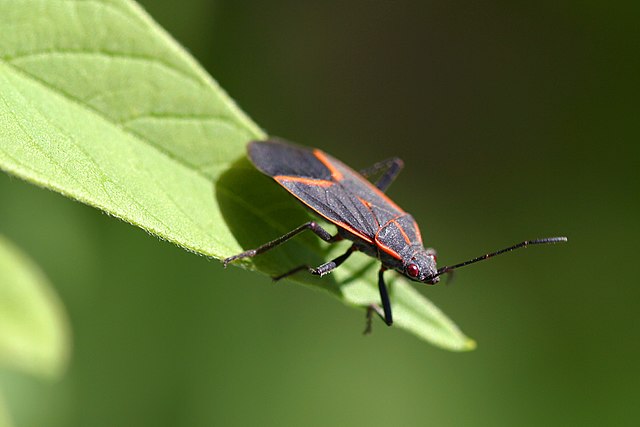 Read more about the article Spring Tree Care: Identifying Common Tree Insects in Spring, Part 2