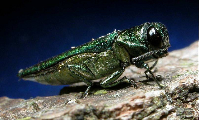 Read more about the article Spring Tree Care: Identifying Common Tree Insects in Spring, Part 4