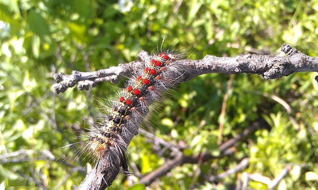 Read more about the article Spring Tree Care: Identifying Common Tree Insects in Spring, Part 5