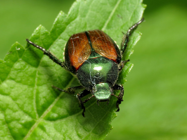 Read more about the article Spring Tree Care: Identifying Common Tree Insects in Spring, Part 6