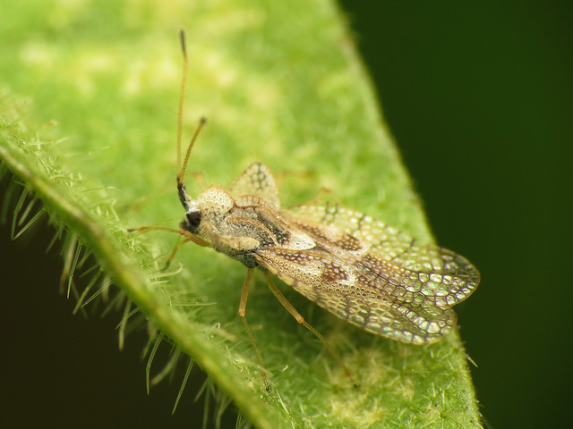 Read more about the article Insect Profiles: Lace Bugs (Tingidae)