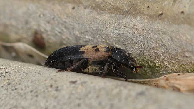 Read more about the article Insect Profiles: Larder Beetle (Demestes lardarius)