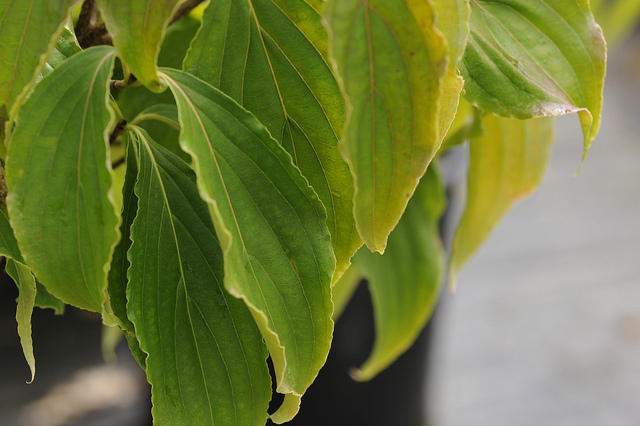 Read more about the article Tree Profiles:  Kousa Dogwood Cultivars, Part 1 (Cornus Kousa)