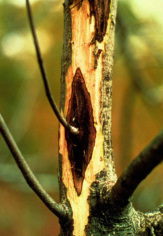 Read more about the article Tree Diseases: Butternut Canker (Sirococcus clavigignenti-juglandacearum)
