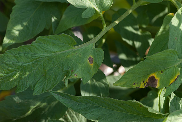 Read more about the article Plant Diseases: Early Blight (Alternaria solani and Alternaria tomatophilia)