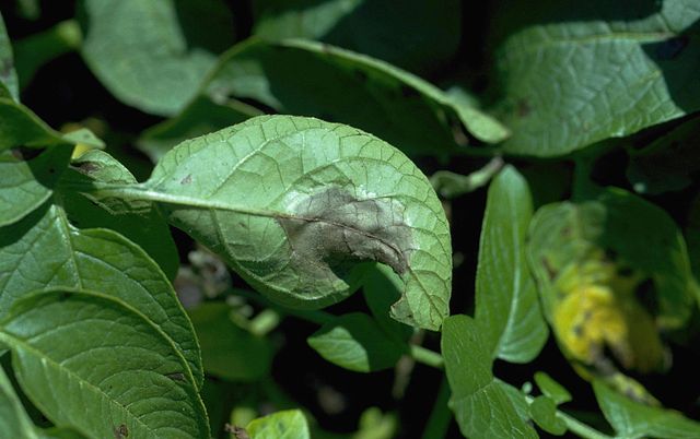 Read more about the article Plant Diseases: Late Blight (Phytophthora infestans)