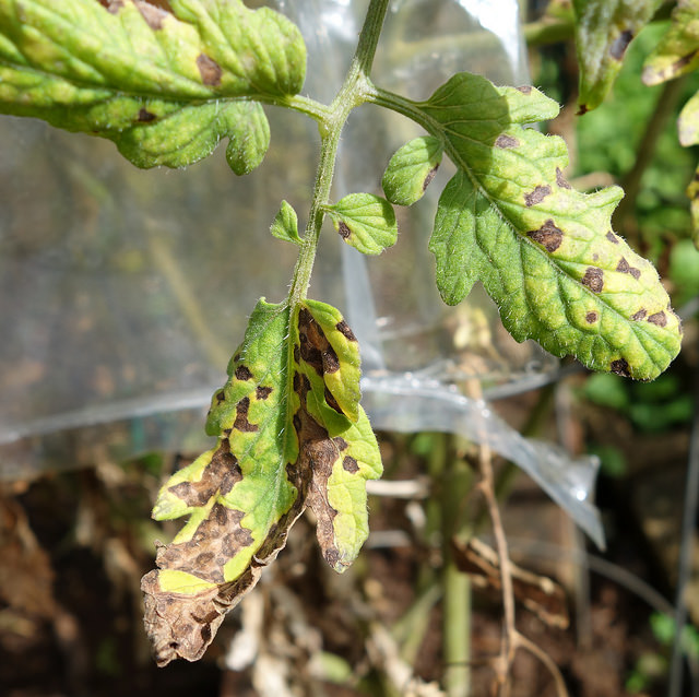 Read more about the article Plant Diseases: Septoria Leaf Spot (Septoria lycopersici)