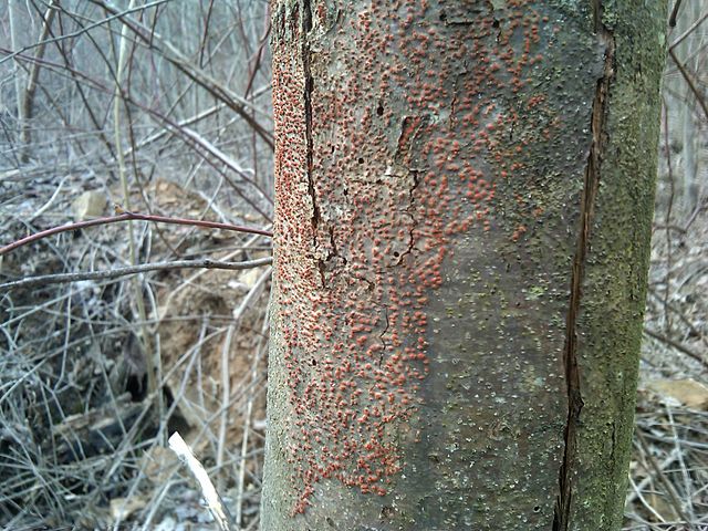 Read more about the article Winter Tree Care: Identifying Common Tree Diseases in Winter, Part 1