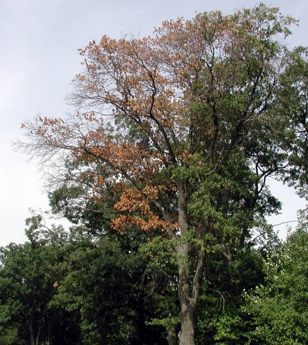 Read more about the article Winter Tree Care: Identifying Common Tree Diseases in Winter, Part 8