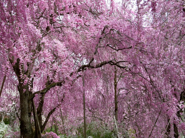 Read more about the article Tree Profiles: Weeping Cherry (Prunus pendula), Part 2