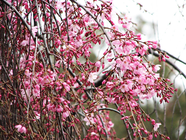 Read more about the article Tree Profiles: Weeping Cherry (Prunus pendula), Part 1