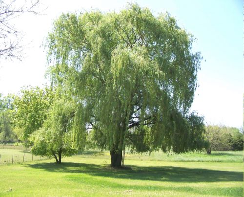 Read more about the article Tree Profiles: Weeping Willow (Salix babylonica), Part 2