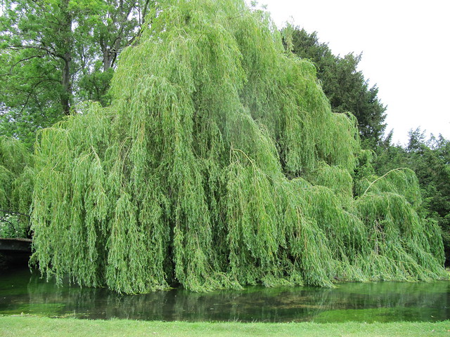 Read more about the article Tree Profiles: Weeping Willow (Salix babylonica), Part 1