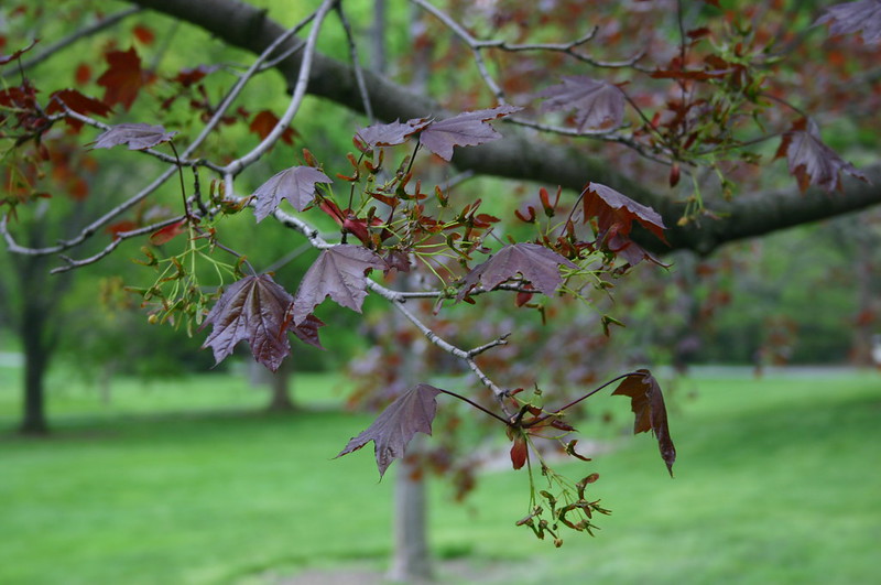 Read more about the article Tree Profiles: Norway Maple Cultivars, Part 1