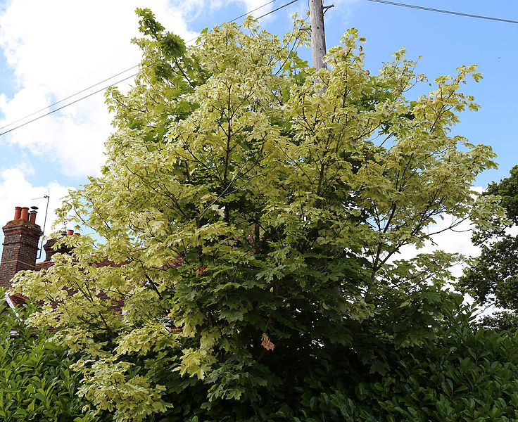 Read more about the article Tree Profiles: Norway Maple Cultivars, Part 2