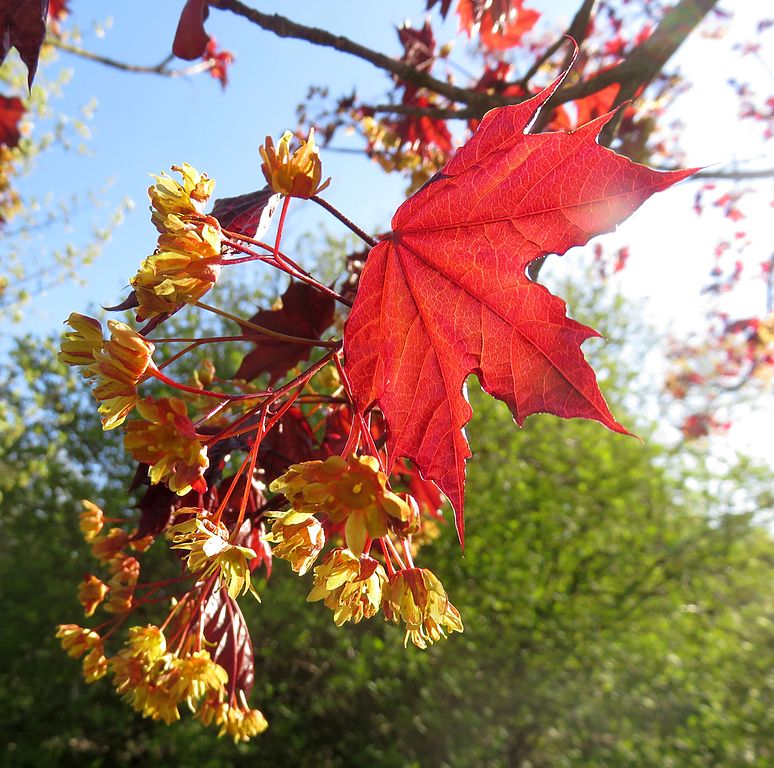 Read more about the article Tree Profiles: Norway Maple Cultivars, Part 5
