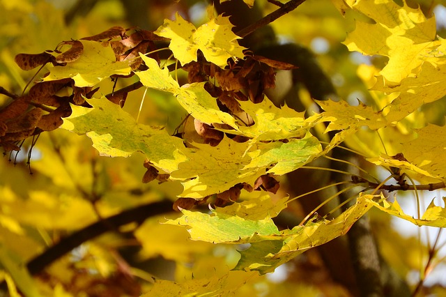 Read more about the article Tree Profiles: Norway Maple Cultivars, Part 6