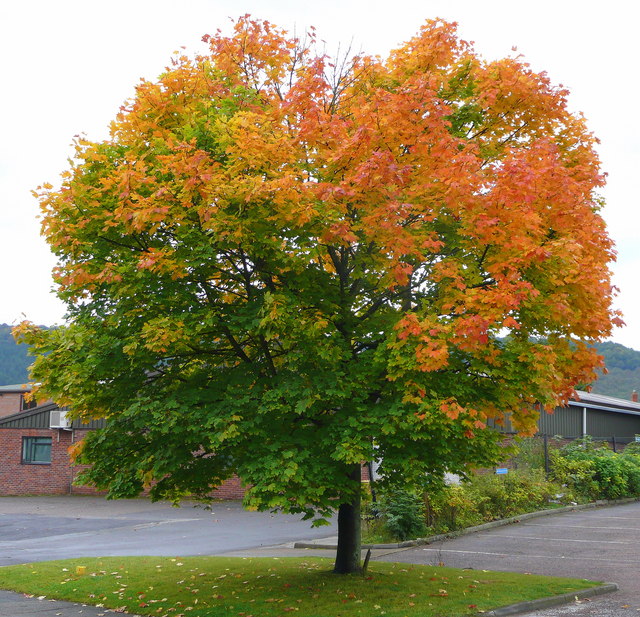 norway maple maple tree types