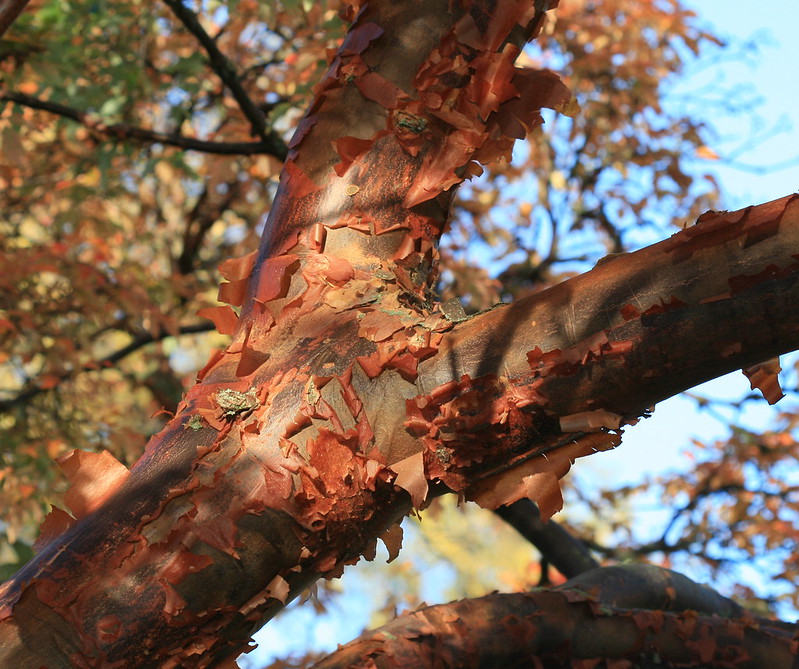 Read more about the article Tree Profiles: Paperbark Maple Cultivars