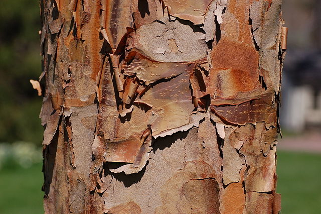 Read more about the article Tree Profiles: Paperbark Maple (Acer griseum)