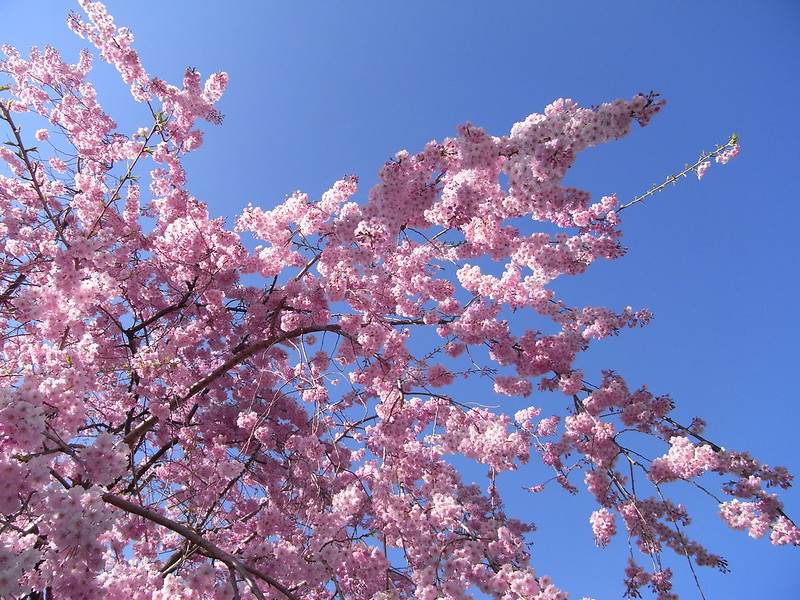 Read more about the article Tree Profiles: Weeping Cherry Cultivars, Part 1