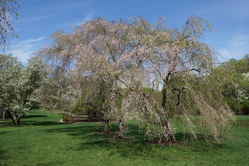 Read more about the article Tree Profiles: Weeping Cherry Cultivars, Part 2